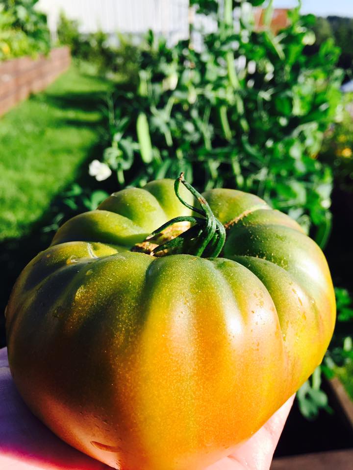 Tomater og Epsomsalt = sant