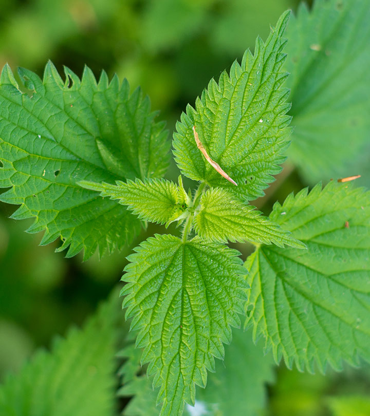 Nourishment from nature