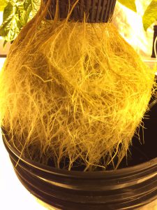 An introduction to DWC