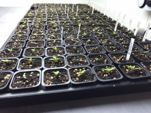 Retraining Chili - Part 1