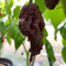 Carolina Reaper Chocolate HOT