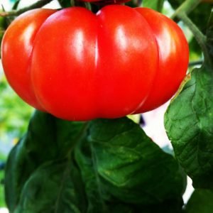 Costoluto Fiorentino