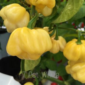 7 Pot White