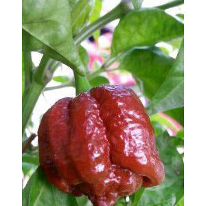 Moruga Scorpion Chocolate HOT