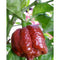 Moruga Scorpion Chocolate HOT