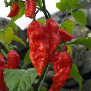 Bhut Jolokia Strain II