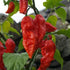 Bhut Jolokia Strain II