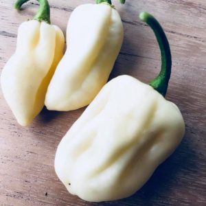 Bhut Jolokia White