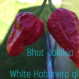 Bhut Jolokia x Giant White Habanero