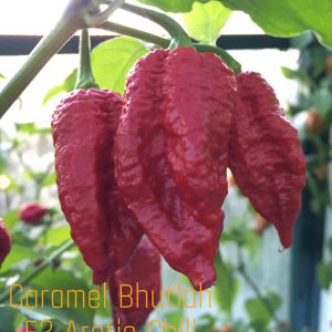 Caramel Bhutlah F3