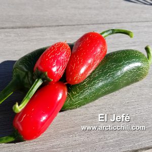 Jalapeno El Jefe