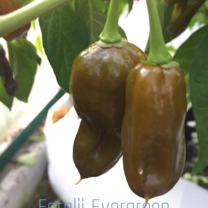 Fatalii Evergreen