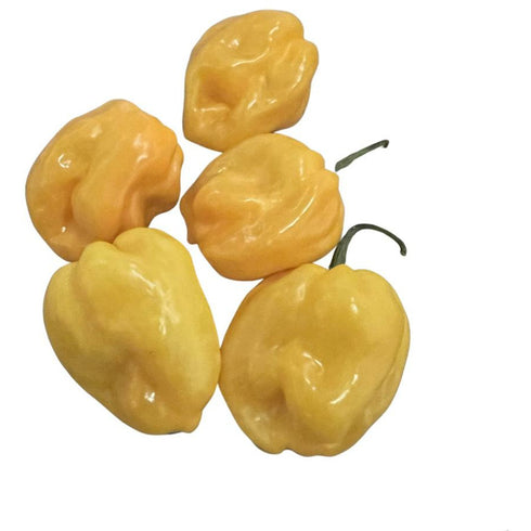 Yellow Habanero Arctic Strain