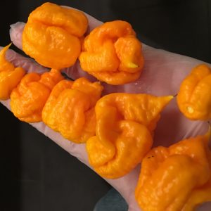 Carolina Reaper Yellow