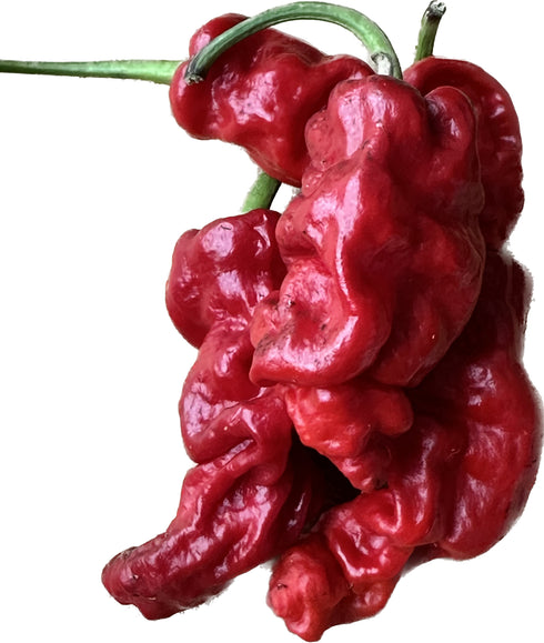 Chinensischer Runzelhaut