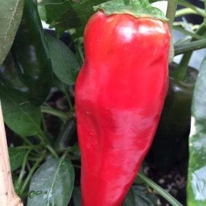 Giant Jalapeño Arctic Chili