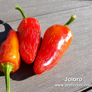 Joloro Jalapeno
