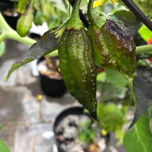 Pink Reaper x Rouge Noir