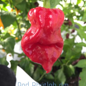 Red Bhutlah DM