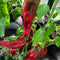 Space #8 x Hot pepper