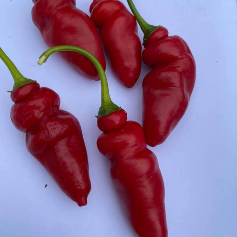 Ali Rocoto Manz Amarillo