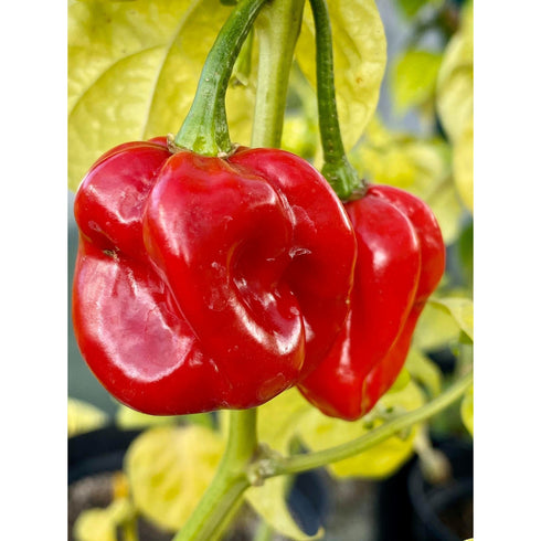 Habanero Red Savine