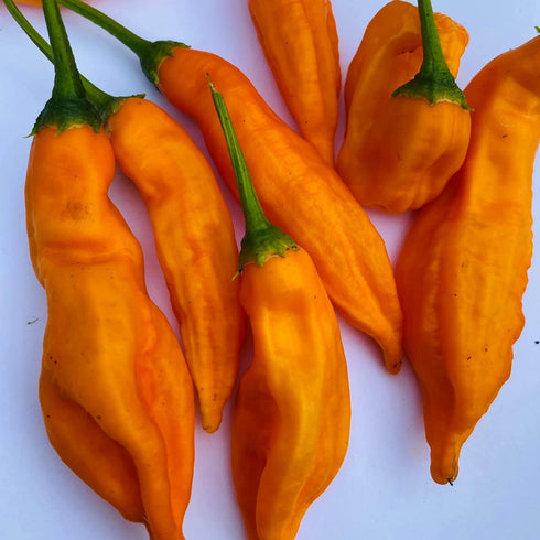 Aji Amarillo