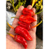 Carolina Reaper x BG7 x Butch T