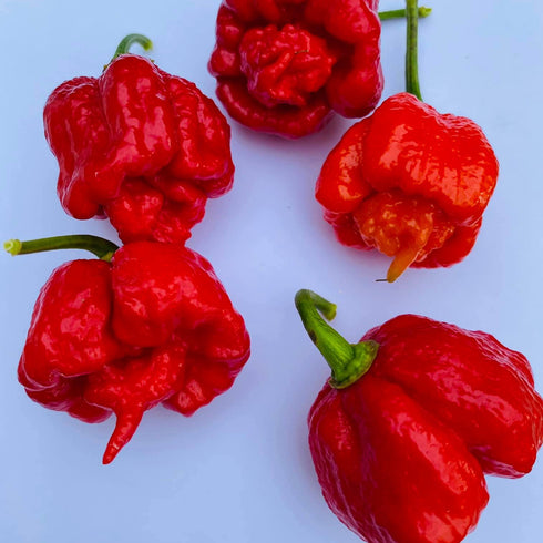 Dragons Breath Stinger