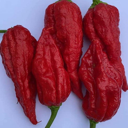 Bhut Jolokia Red BIH