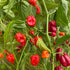 Red Scotch Bonnet