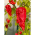 Bhut Jolokia Strain II