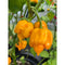 Carolina Reaper Yellow