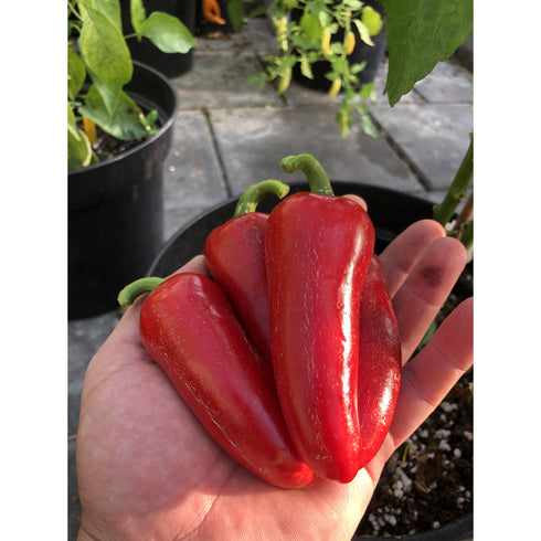 Numex Jalamundo