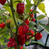 Red Scotch Bonnet