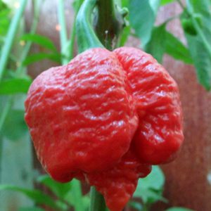 Moruga Scorpion Red