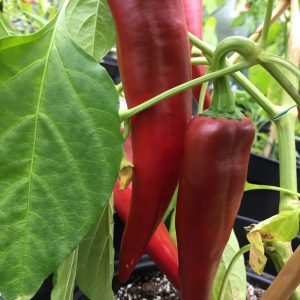 New Mexico Joe E. Parker