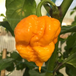 7 Pot Primo Orange
